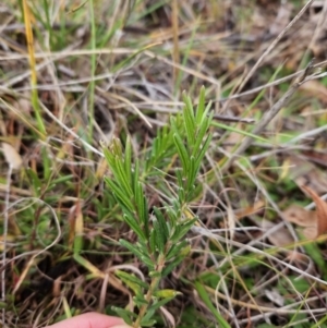 Grevillea lanigera at Stromlo, ACT - 6 Jun 2023