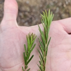 Grevillea lanigera at Stromlo, ACT - 6 Jun 2023