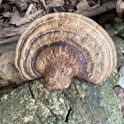 Unverified Fungus at Copeland, NSW - 7 May 2023 by blackdiamondimages