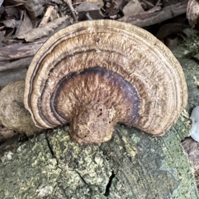 Unidentified Fungus at Copeland, NSW - 7 May 2023 by blackdiamondimages