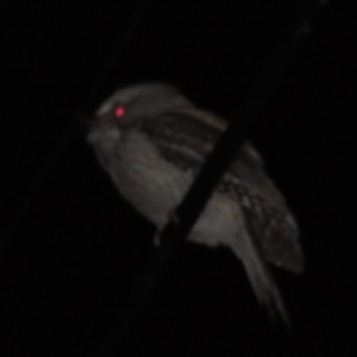 Podargus strigoides (Tawny Frogmouth) at Griffith, ACT - 6 Jun 2023 by BenW