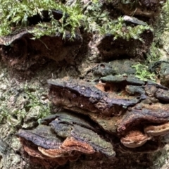 Unverified Fungus at Copeland, NSW - 7 May 2023 by blackdiamondimages