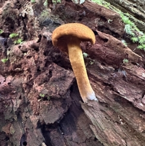 Unidentified Fungus at suppressed by blackdiamondimages