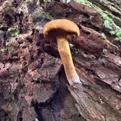 zz agaric (stem; gills not white/cream) at Copeland, NSW - 7 May 2023 01:50 PM