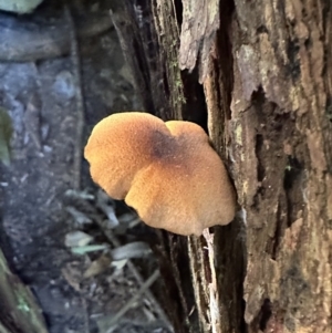 zz agaric (stem; gills not white/cream) at Copeland, NSW - 7 May 2023 01:50 PM