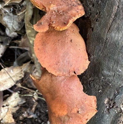 Unidentified Fungus at Copeland, NSW - 7 May 2023 by blackdiamondimages