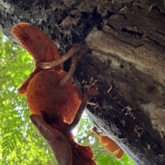 Unverified at suppressed - suppressed