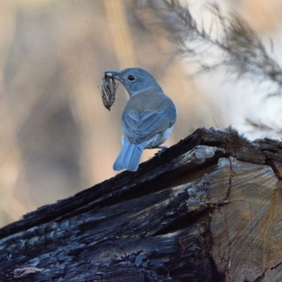 Colluricincla harmonica (Grey Shrikethrush) at Wollondilly Local Government Area - 6 Jun 2023 by Freebird