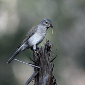 Colluricincla harmonica at Thirlmere, NSW - 6 Jun 2023 02:58 PM