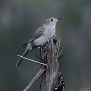 Colluricincla harmonica at Thirlmere, NSW - 6 Jun 2023 02:58 PM