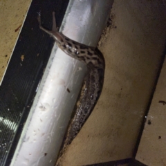 Limax maximus at Braddon, ACT - 6 Jun 2023 08:41 PM