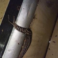 Limax maximus at Braddon, ACT - 6 Jun 2023