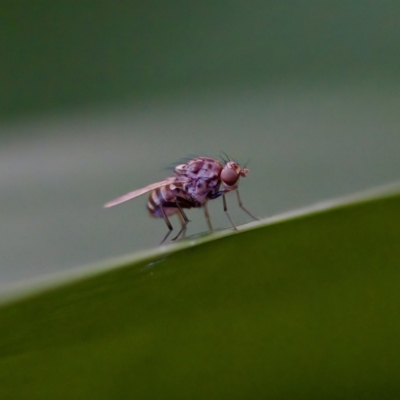 Minettia maculithorax (A lauxaniid fly) at Florey, ACT - 18 Apr 2023 by KorinneM