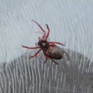 Lamponidae (family) at Yass River, NSW - 6 Jun 2023