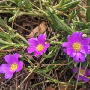 Calandrinia balonensis at Yulara, NT - 6 Jun 2023