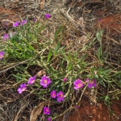 Calandrinia balonensis at Yulara, NT - 6 Jun 2023