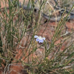 Scaevola basedowii (Skeleton Fan-Flower) at Yulara, NT by WalterEgo