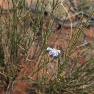 Scaevola basedowii at Yulara, NT - 6 Jun 2023