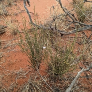 Scaevola basedowii at Yulara, NT - 6 Jun 2023