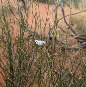 Scaevola basedowii at Yulara, NT - 6 Jun 2023