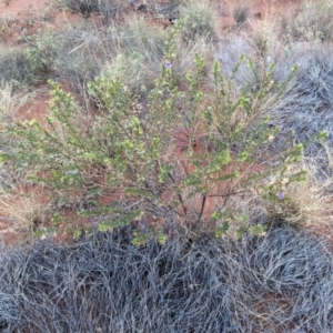 Eremophila willsii at Yulara, NT by WalterEgo
