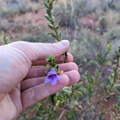 Eremophila willsii at Yulara, NT - 6 Jun 2023