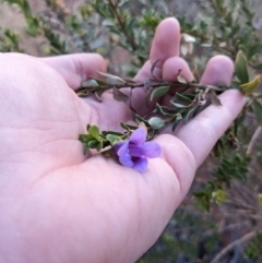 Eremophila willsii at Yulara, NT - 6 Jun 2023