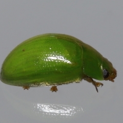 Unidentified Leaf beetle (Chrysomelidae) at Wellington Point, QLD - 3 Jun 2023 by TimL