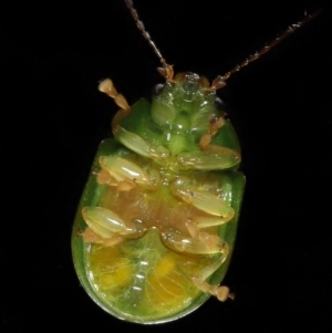 Paropsides calypso at Wellington Point, QLD - suppressed
