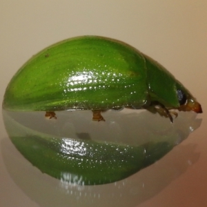 Paropsides calypso at Wellington Point, QLD - suppressed