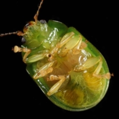 Paropsides calypso at Wellington Point, QLD - suppressed