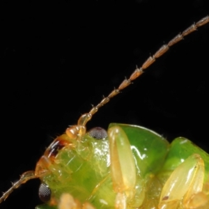 Paropsides calypso at Wellington Point, QLD - suppressed
