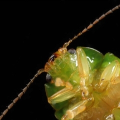 Unidentified Leaf beetle (Chrysomelidae) at Wellington Point, QLD - 3 Jun 2023 by TimL