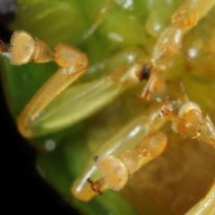 Paropsides calypso at Wellington Point, QLD - suppressed
