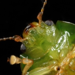 Paropsides calypso at Wellington Point, QLD - suppressed