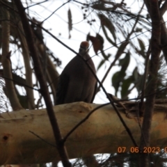 Phaps chalcoptera (Common Bronzewing) at Oakdale, NSW - 7 Jun 2023 by bufferzone