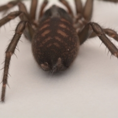 Paraembolides sp. (genus) (A Slender Funnel-web spider) at Tidbinbilla Nature Reserve - 6 Jun 2023 by NKingsford