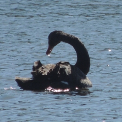 Cygnus atratus (Black Swan) at Dunlop, ACT - 25 Nov 2022 by michaelb