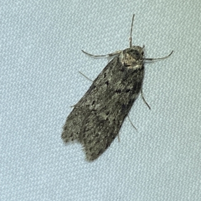 Philobota philostaura (A Concealer moth (Philobota group)) at Jerrabomberra, NSW - 6 Jun 2023 by SteveBorkowskis