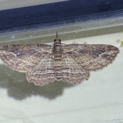 Chloroclystis filata (Filata Moth, Australian Pug Moth) at Jerrabomberra, NSW - 6 Jun 2023 by SteveBorkowskis