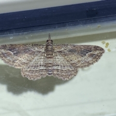 Chloroclystis filata at Jerrabomberra, NSW - 6 Jun 2023