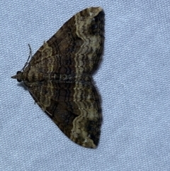 Epyaxa subidaria (Subidaria Moth) at Jerrabomberra, NSW - 6 Jun 2023 by SteveBorkowskis