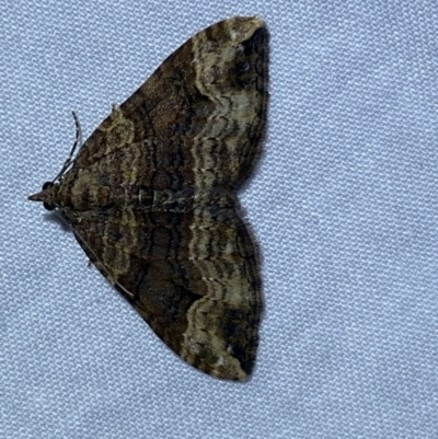 Epyaxa subidaria (Subidaria Moth) at Jerrabomberra, NSW - 6 Jun 2023 by SteveBorkowskis