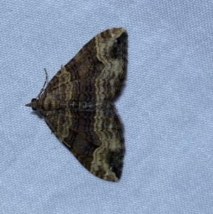 Epyaxa subidaria at Jerrabomberra, NSW - suppressed