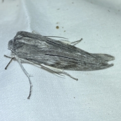 Capusa (genus) (Wedge moth) at Jerrabomberra, NSW - 6 Jun 2023 by SteveBorkowskis