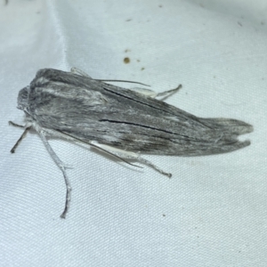 Capusa (genus) at Jerrabomberra, NSW - 6 Jun 2023