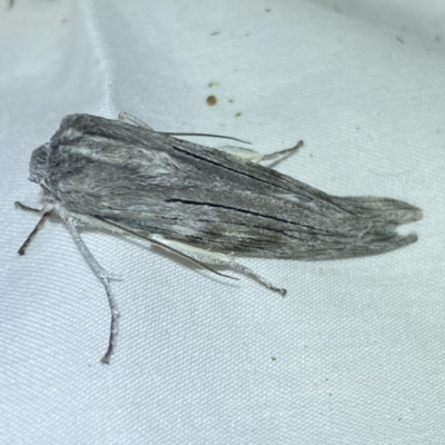 Capusa (genus) (Wedge moth) at Jerrabomberra, NSW - 6 Jun 2023 by SteveBorkowskis