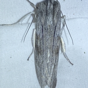 Capusa (genus) at Jerrabomberra, NSW - 6 Jun 2023