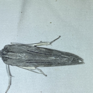 Capusa (genus) at Jerrabomberra, NSW - 6 Jun 2023