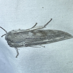 Capusa (genus) at Jerrabomberra, NSW - 6 Jun 2023